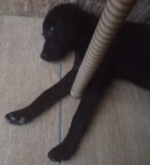 Cachorro raça Labrador  idade Abaixo de 2 meses nome Saori