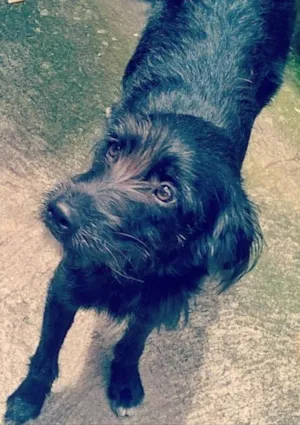 Cachorro raça SRD idade 2 a 6 meses nome Ana