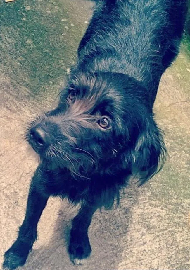 Cachorro ra a SRD idade 2 a 6 meses nome Ana