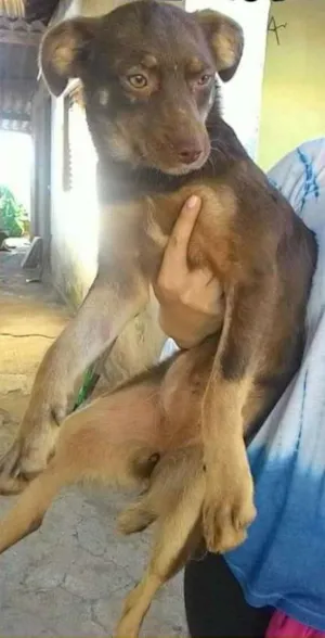 Cachorro raça srd  idade 1 ano nome REBECCA 