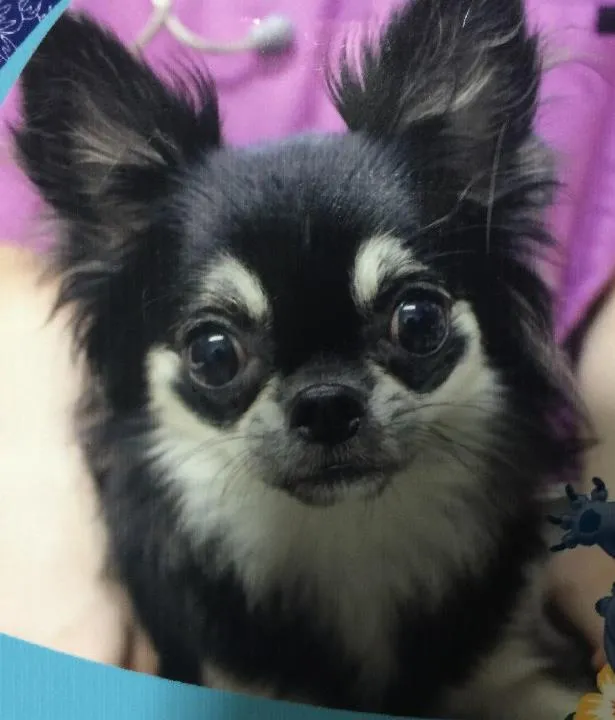 Cachorro ra a Chihuahua idade 1 ano nome Sakura