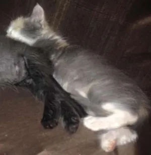 Gato raça Não possui idade 2 a 6 meses nome Binhas