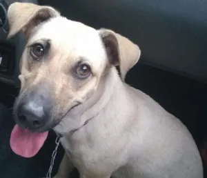 Cachorro raça SRD idade 3 anos nome Nick