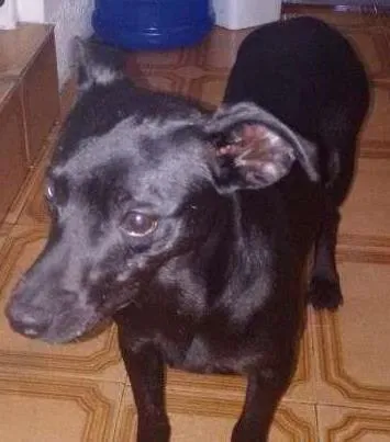 Cachorro ra a SRD idade 2 anos nome Forninha