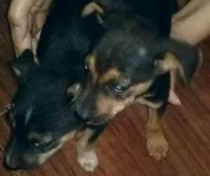 Cachorro raça vira lata idade 2 a 6 meses nome nao tem