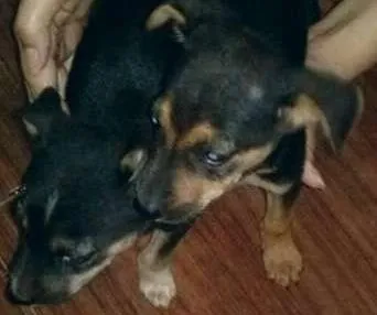 Cachorro ra a vira lata idade 2 a 6 meses nome nao tem