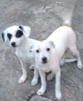 Cachorro raça Sem raça idade 2 a 6 meses nome Sem nome