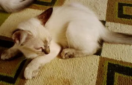 Gato raça  idade 2 a 6 meses nome SemNome