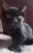 Pantera