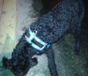 Cachorro raça não sei  idade  nome sem nome