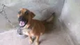 Cachorro raça MESTIÇO idade 7 a 11 meses nome APOLLO
