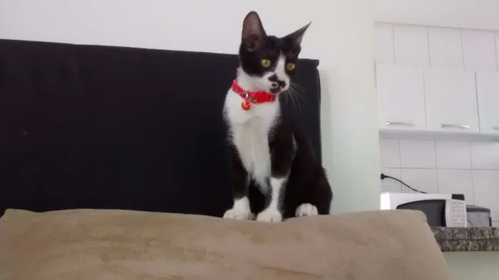 Gato raça SRD idade 2 a 6 meses nome Onofre