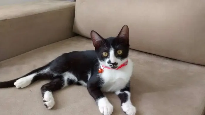 Gato raça SRD idade 2 a 6 meses nome Onofre
