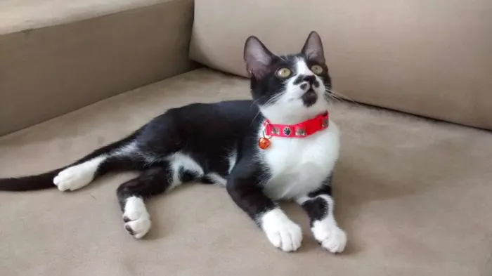 Gato raça SRD idade 2 a 6 meses nome Onofre