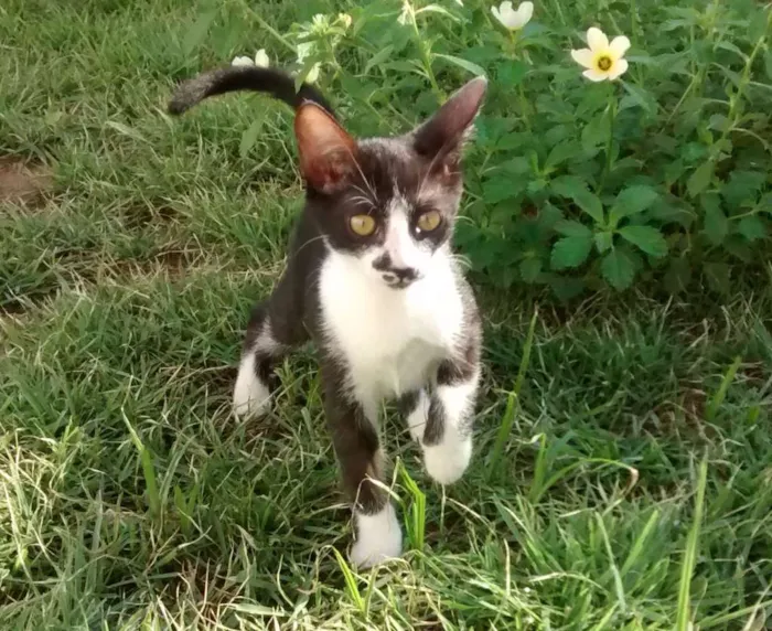 Gato raça SRD idade 2 a 6 meses nome Onofre