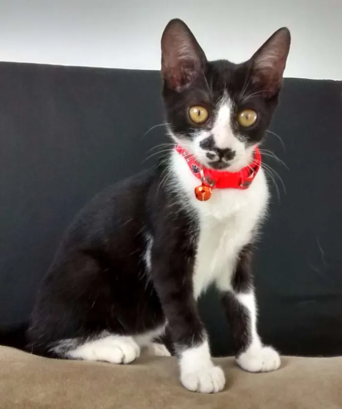 Gato raça SRD idade 2 a 6 meses nome Onofre