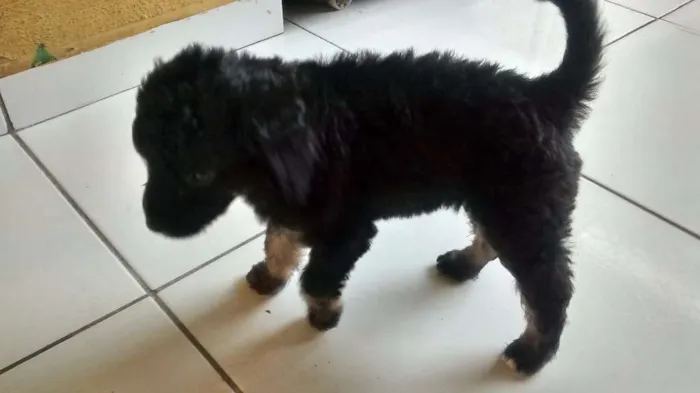 Cachorro ra a Não sei idade Abaixo de 2 meses nome Não tem