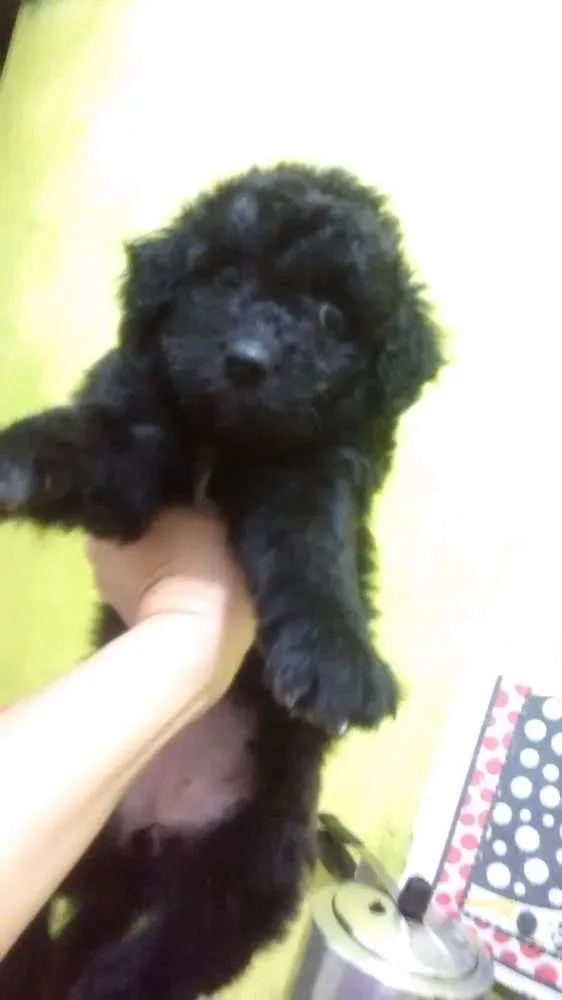 Cachorro ra a Não sei idade Abaixo de 2 meses nome Não tem
