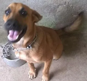 Cachorro raça MESTIÇO idade 7 a 11 meses nome APOLLO
