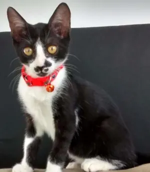 Gato raça SRD idade 2 a 6 meses nome Onofre