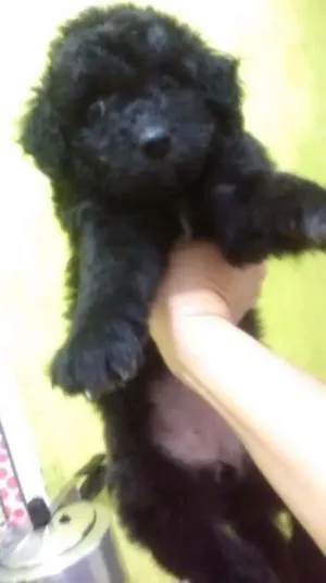 Cachorro raça Não sei idade Abaixo de 2 meses nome Não tem