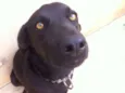 Thor e Estrela