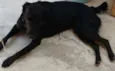 Thor e Estrela