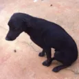Thor e Estrela