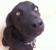 Thor e Estrela