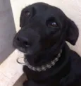 Thor e Estrela