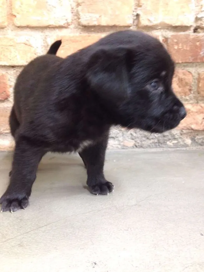 Cachorro ra a Labrador - mãe idade Abaixo de 2 meses nome Sem nome ainda