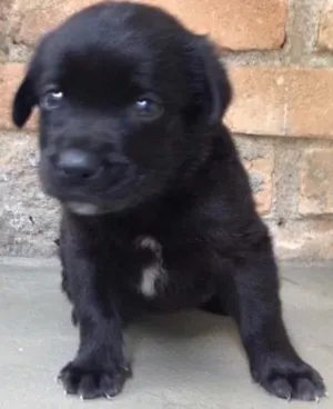 Cachorro raça Labrador - mãe idade Abaixo de 2 meses nome Sem nome ainda