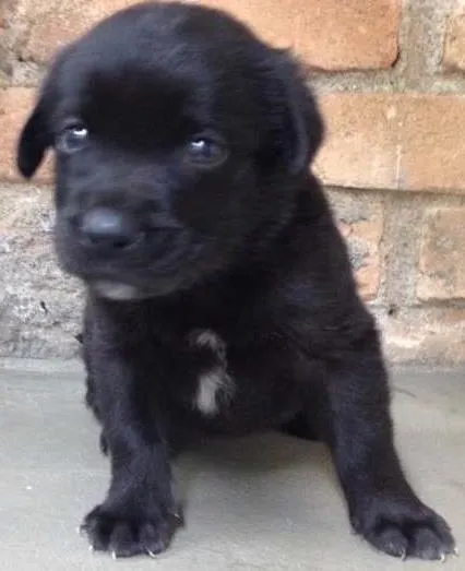 Cachorro ra a Labrador - mãe idade Abaixo de 2 meses nome Sem nome ainda