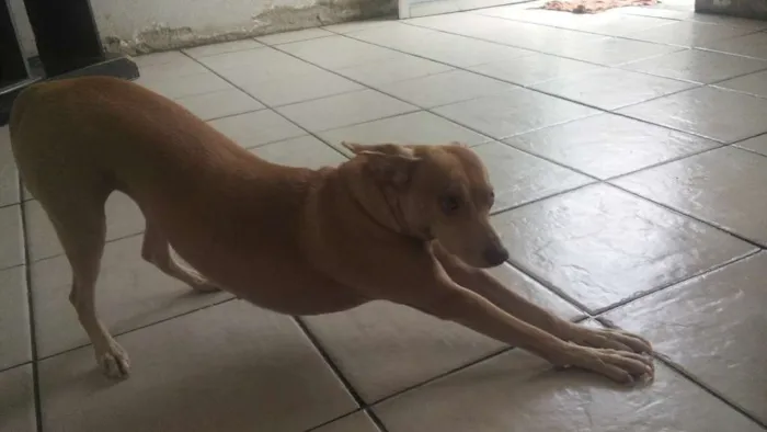 Cachorro ra a Vira Lata idade 2 anos nome Minie
