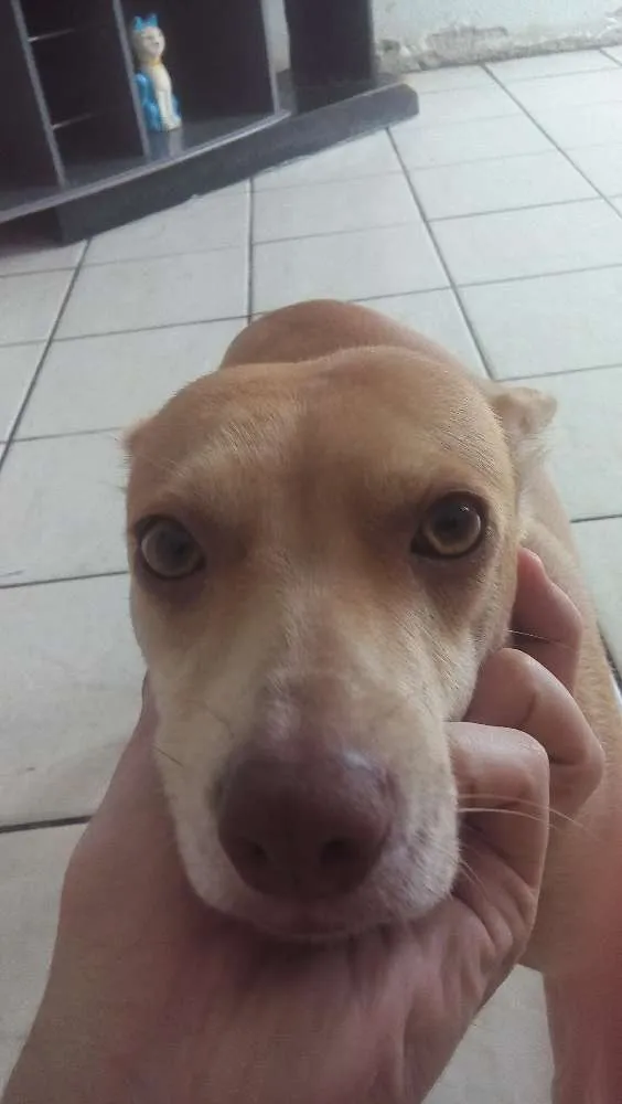 Cachorro ra a Vira Lata idade 2 anos nome Minie