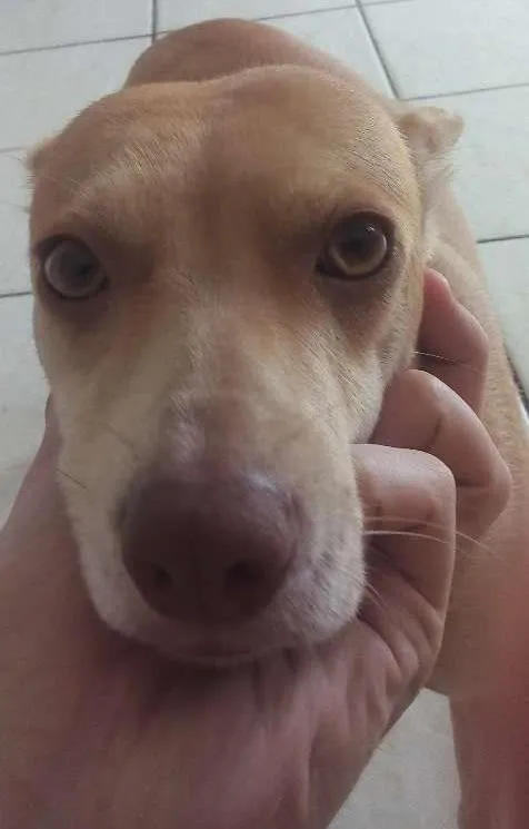 Cachorro ra a Vira Lata idade 2 anos nome Minie
