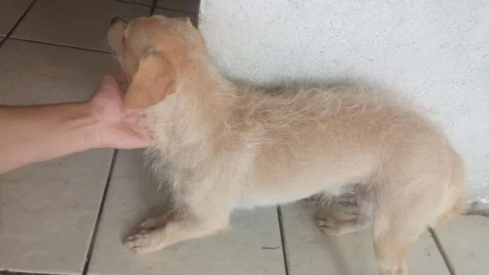 Cachorro ra a vira lata idade 1 ano nome jorli