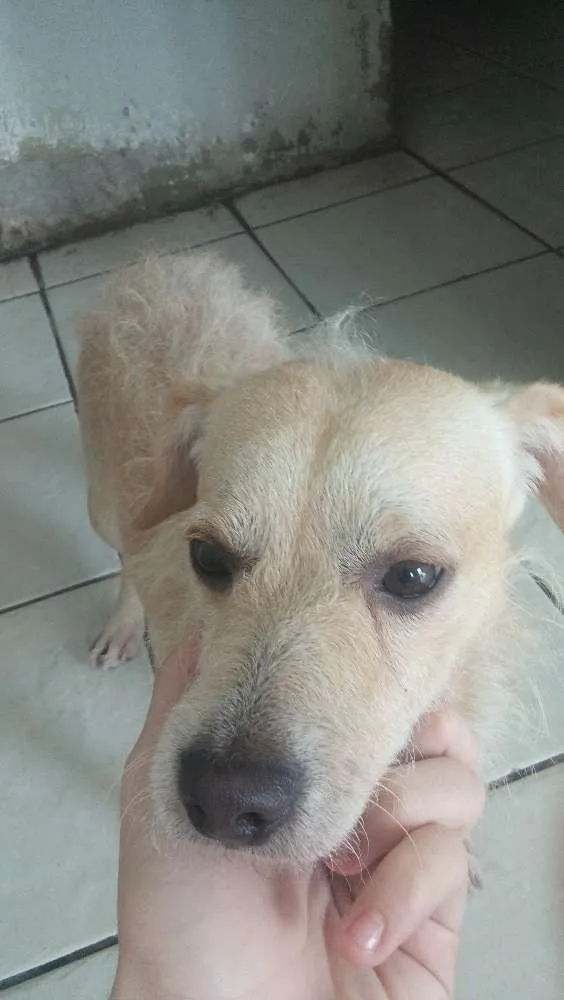 Cachorro ra a vira lata idade 1 ano nome jorli