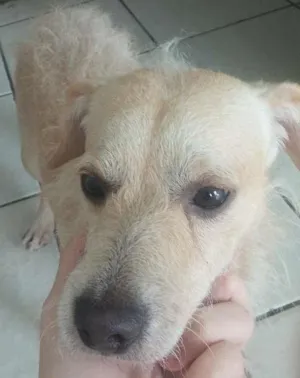 Cachorro raça vira lata idade 1 ano nome jorli