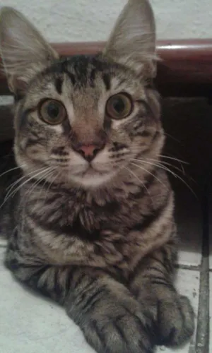 Gato raça  idade 7 a 11 meses nome conchita