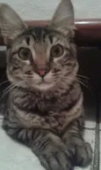 conchita
