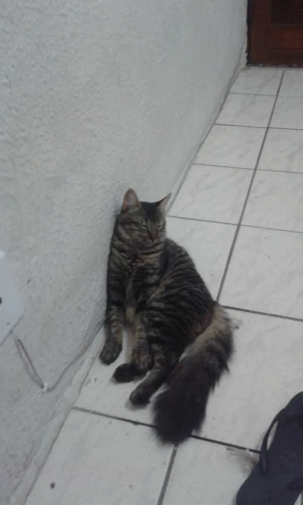 Gato raça  idade 7 a 11 meses nome conchita