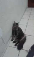 conchita