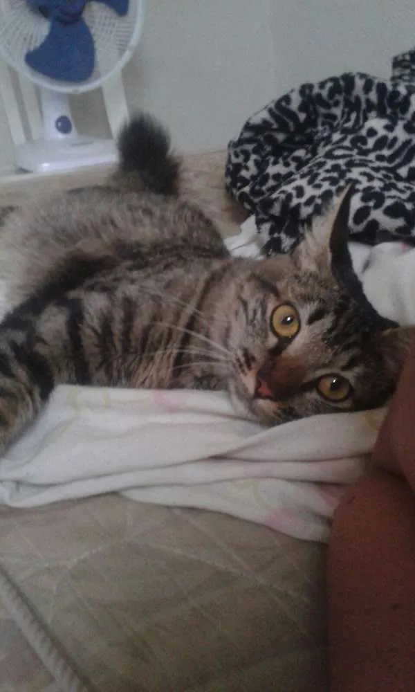 Gato raça  idade 7 a 11 meses nome conchita
