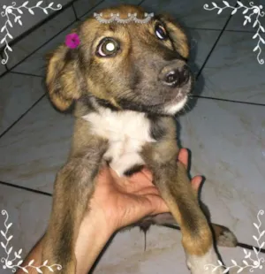 Cachorro raça Vira Latinha idade 2 a 6 meses nome A sua escolha