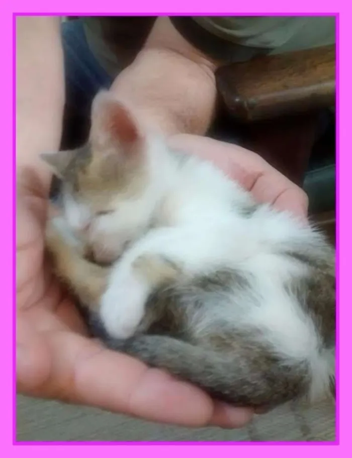 Gato ra a PCB idade  nome Thaís