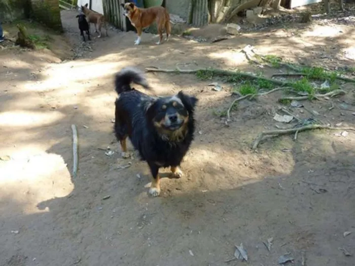 Cachorro ra a SRD idade 2 anos nome Bi