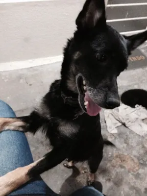 Cachorro raça Vira lata  idade 6 ou mais anos nome Nina 