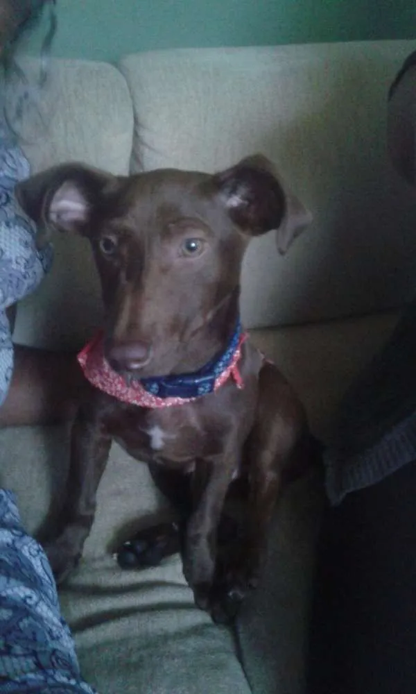 Cachorro ra a misturado idade 7 a 11 meses nome Âtila