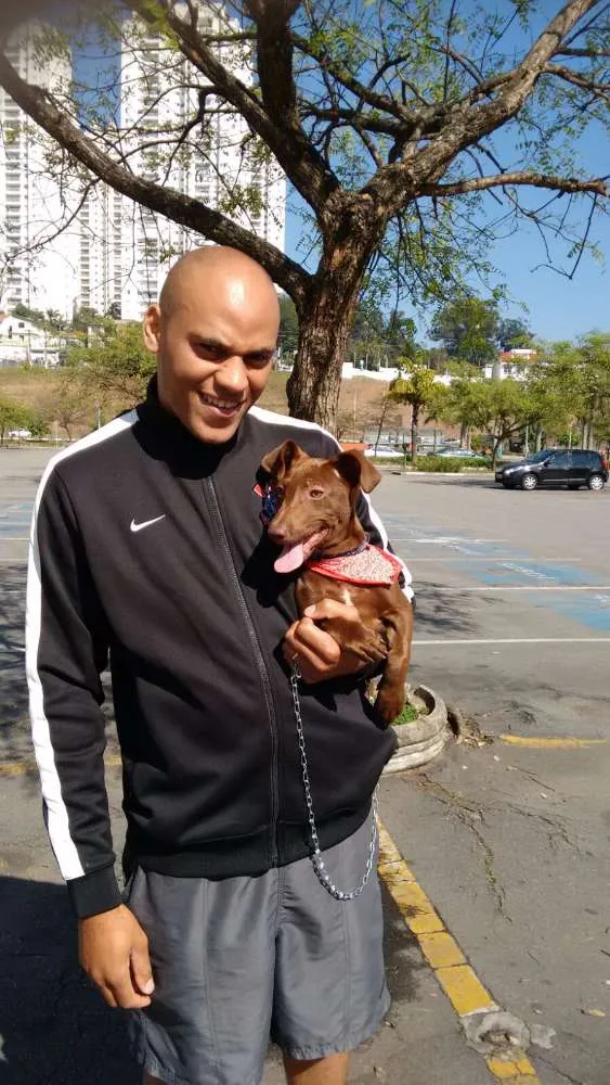 Cachorro ra a misturado idade 7 a 11 meses nome Âtila